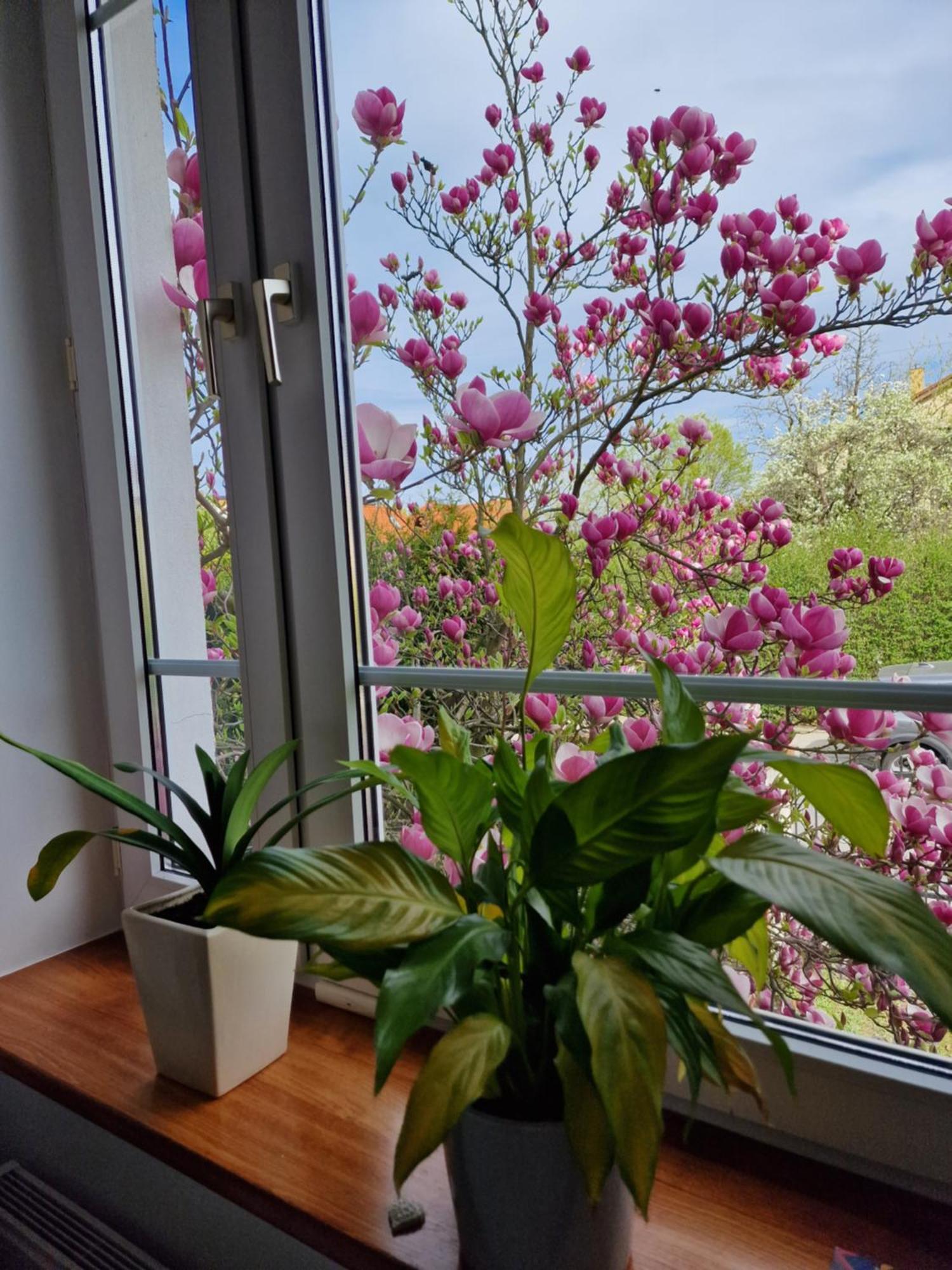 Apartament Magnolia Sopot Eksteriør billede